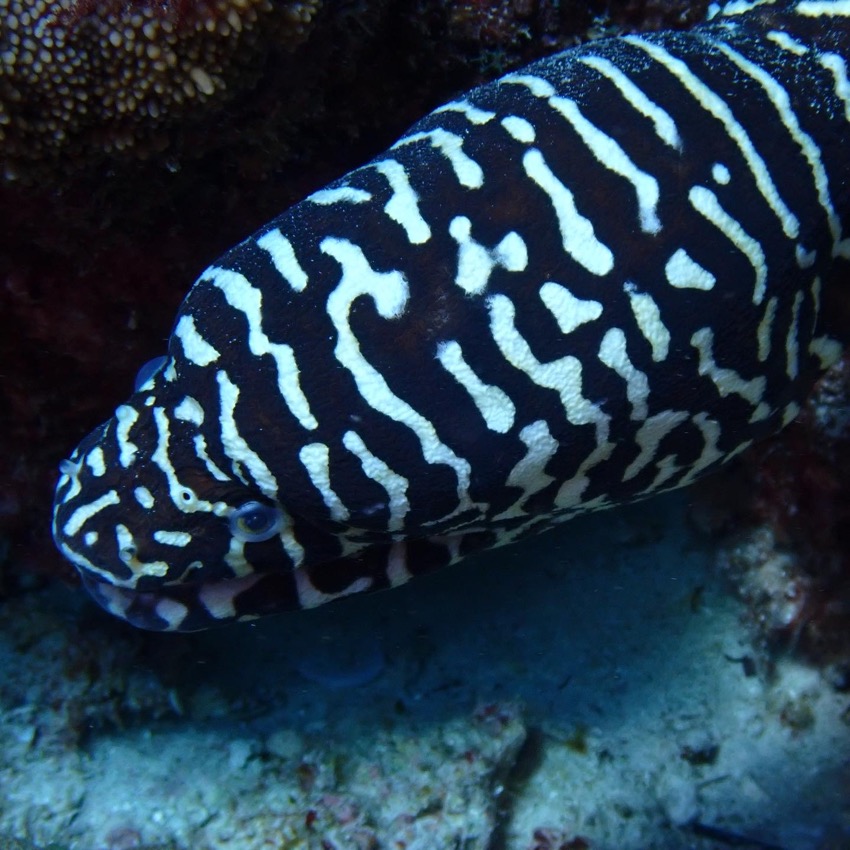 reticulated moray eel peeking out from reef