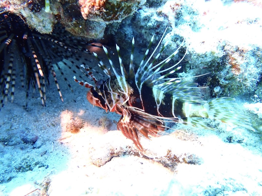 hawaiian scorpionfish