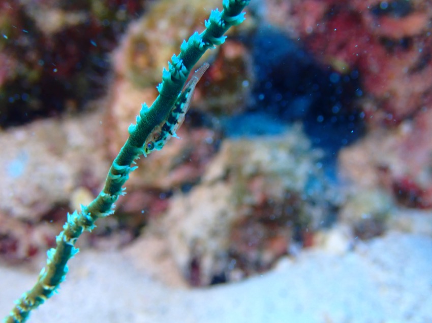 wire coral goby on whip coral