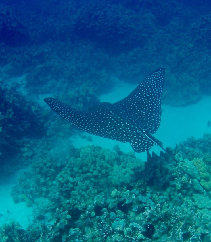 spotted eagle ray swimming above reef