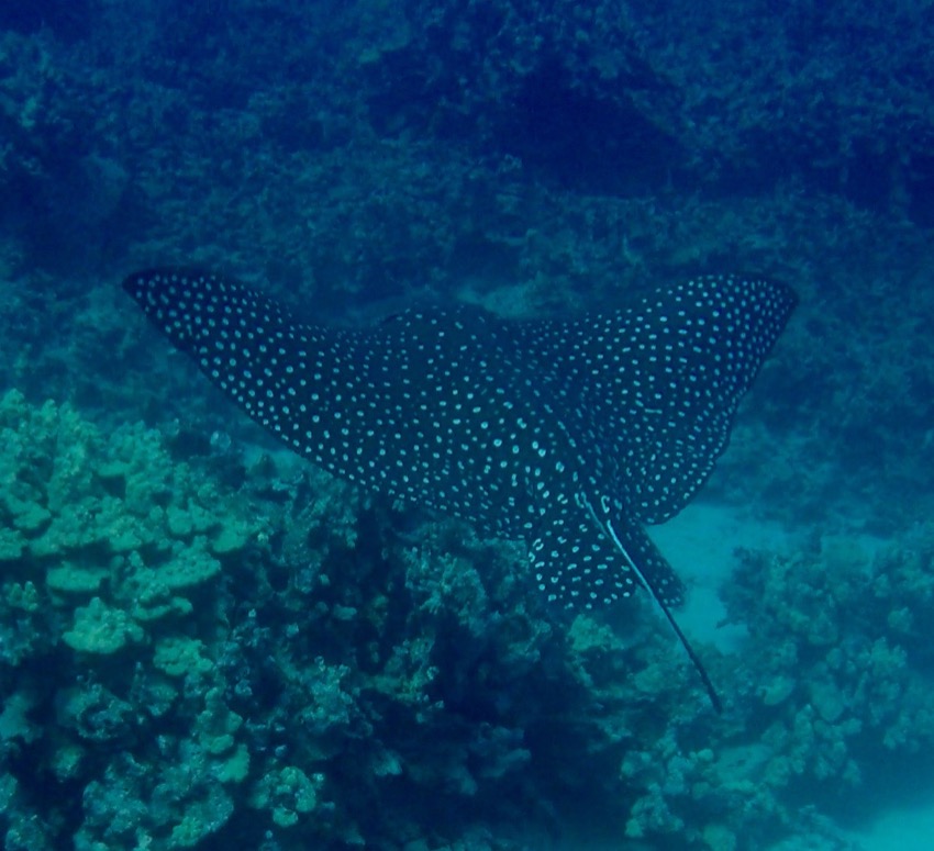 spotted eagle ray swimming