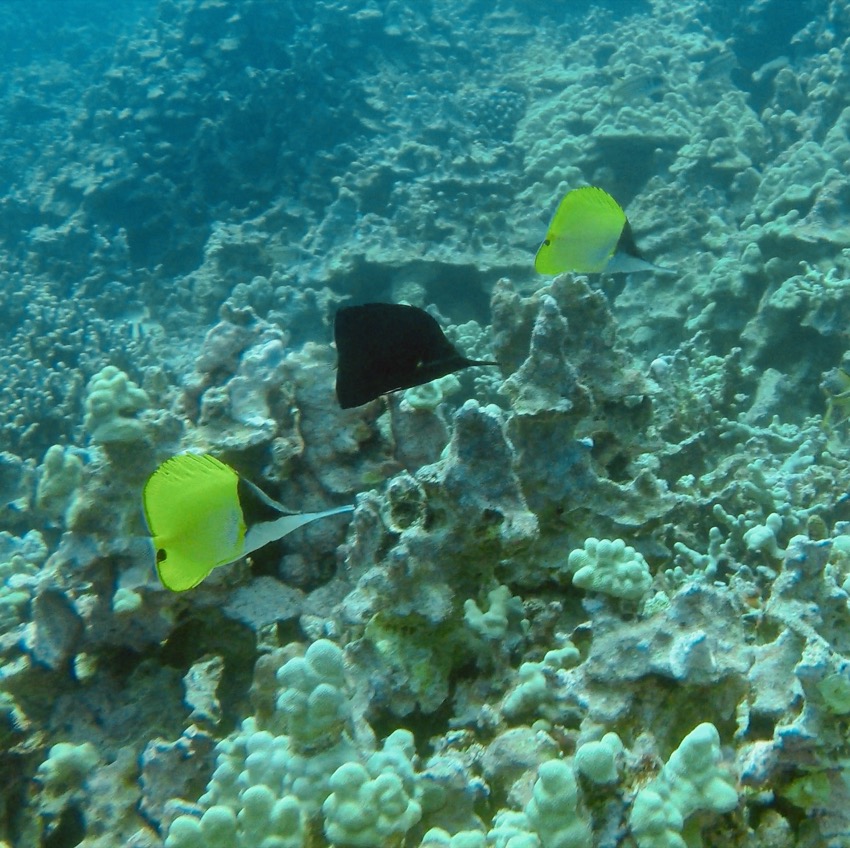 3 longnose butterfly fish one is black and the others are yellow and white