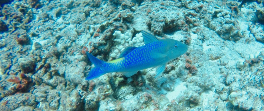little goatfish with blue and yellow spot on reef