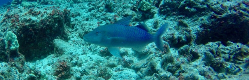 little goatfish with blue spot on reef