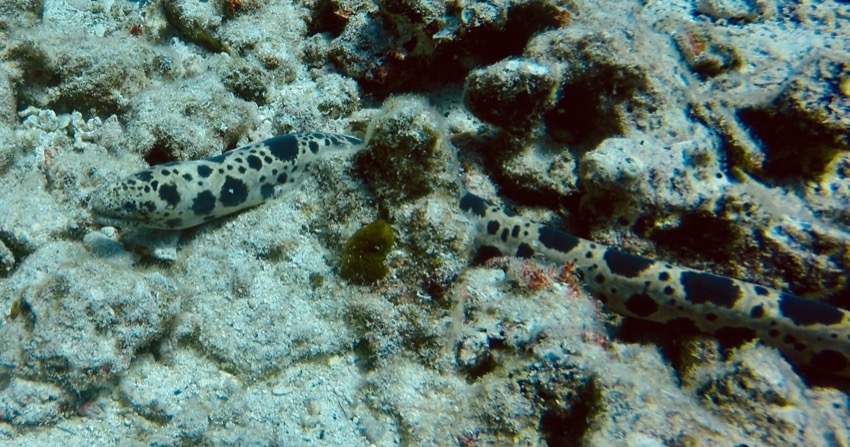 freckled snake eel in reef rocks