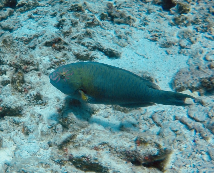 Parrotfish swimming on reef