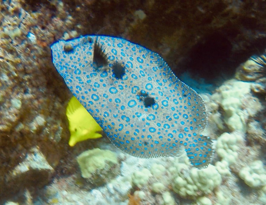 peacock grouper flatfish swimming