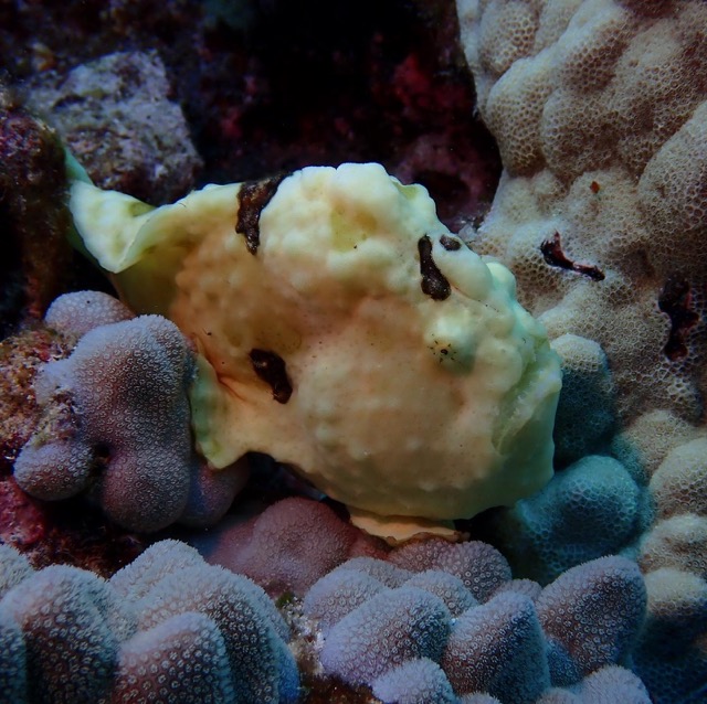 yellow frogfish on purple coral
