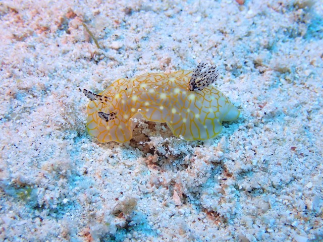 translucent spotted sea slug on white sand