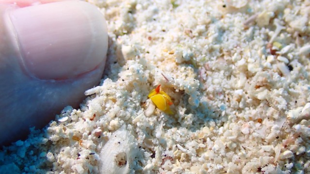 closeup of thumb on sand underwater with tiny Yellow Sea slug next to it