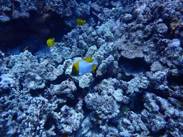 pyramid butterfly fish on dingy reef scape