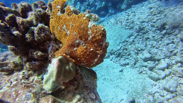 orange frogfish perched on reef rock