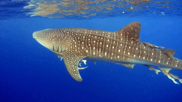 giant spotted whale shark swimming below surface