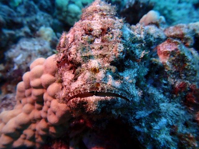 scorpionfish sitting still looking like a hairy reef rock