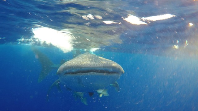 whale shark swimming towards with hazy water