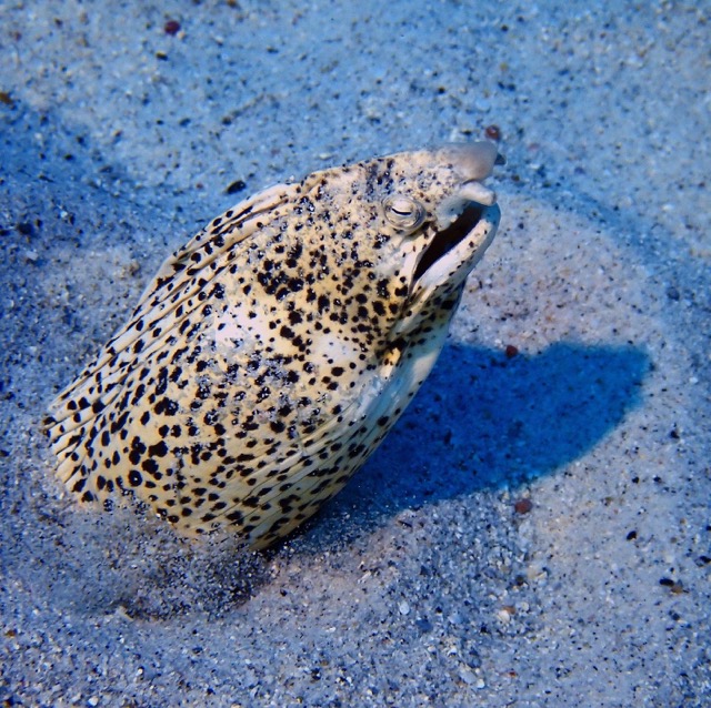 freckled snake eel poking out from sand