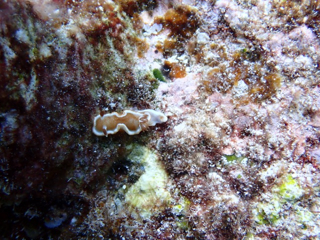 golden sea slug on colorful furry reef rocks