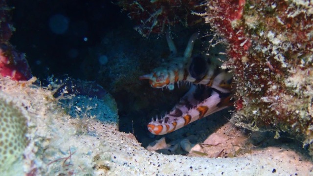 dragon moray head hiding under reef rock in shadow