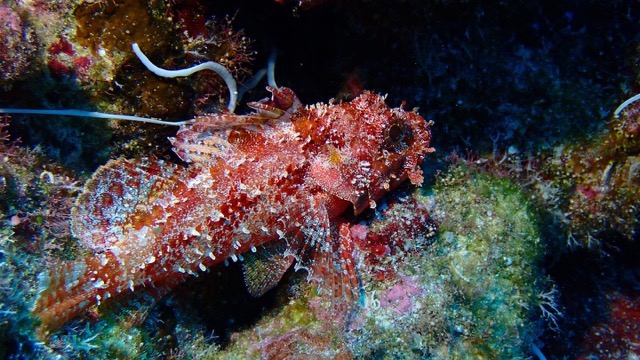 red spikey scorpionfish on reef rock