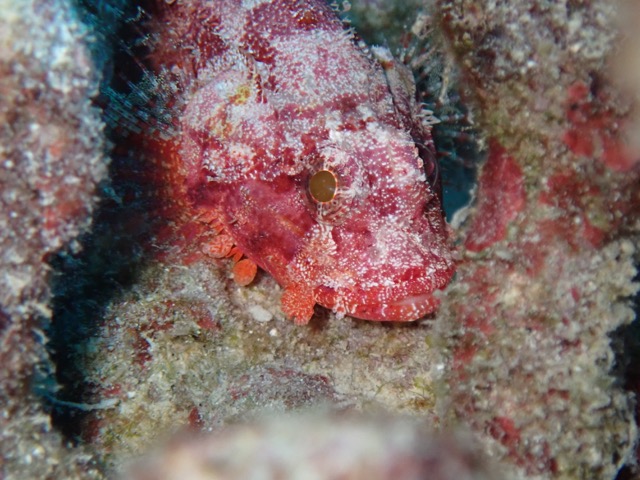 red spikey scorpionfish on reef rock