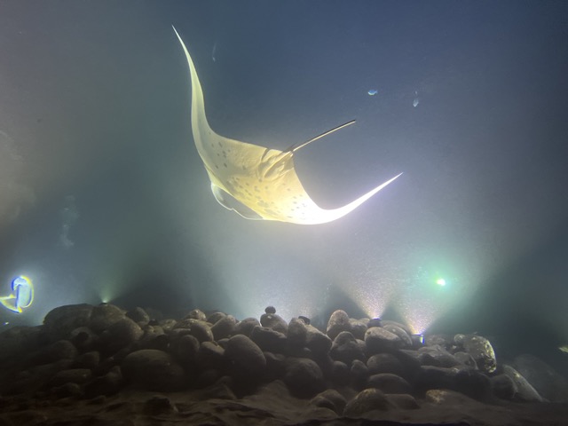 manta ray in hazy water lit at night with bright lights