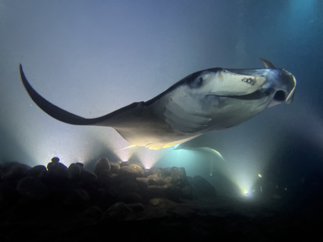 manta ray feeding in hazy water lit at night with bright lights