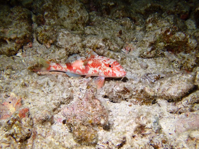little red goatfish sleeping on bottom at night with whiskers