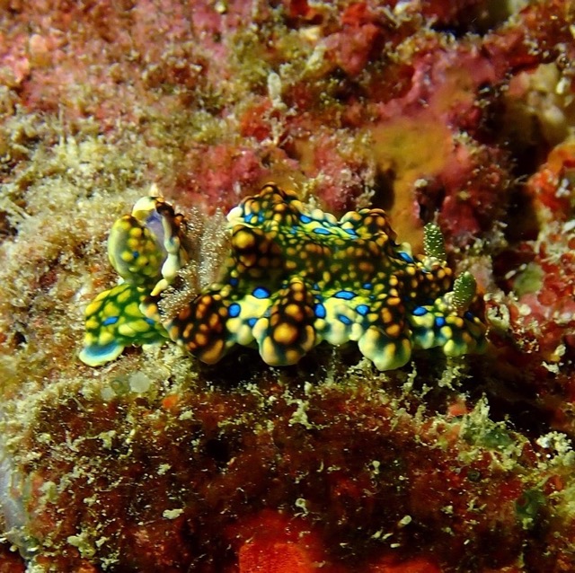 Jolly green giant sea slug on colorful reef moss