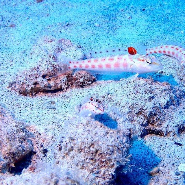 white fish with spots sitting on sandy bottom