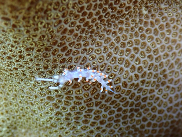 tiny white and Yellow Sea slug on a coral head close up
