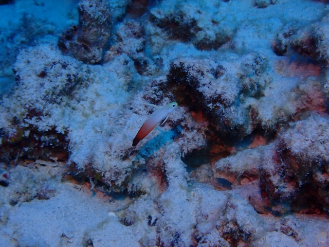 indigo dart fish near sandy reef bottom
