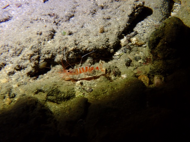 little red fish on muddy reef wall