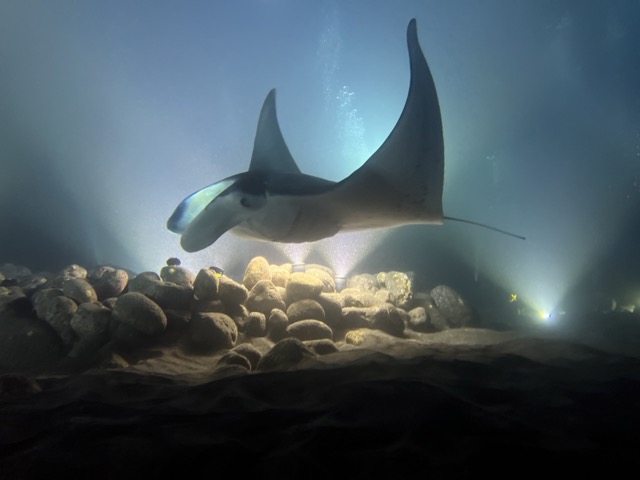 manta ray swimming over bright lights at night