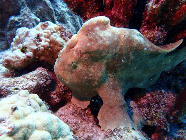 frogfish looks like coral