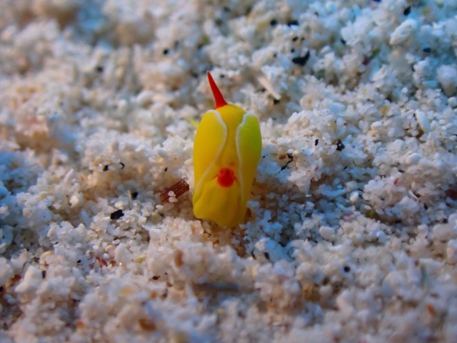 tiny bubble snail yellow makes the sand grains look big