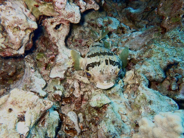 striped puffer fish on reef bottom