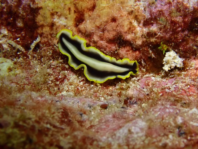 yellow and white striped flatworm crawling on reef rock