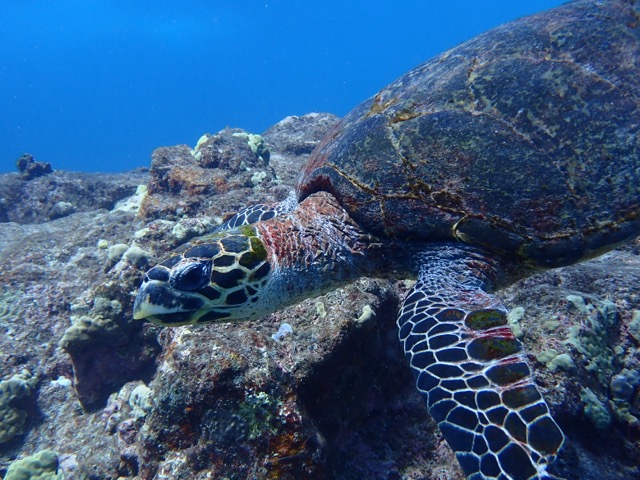 hawksbill sea turtle headshot side profile