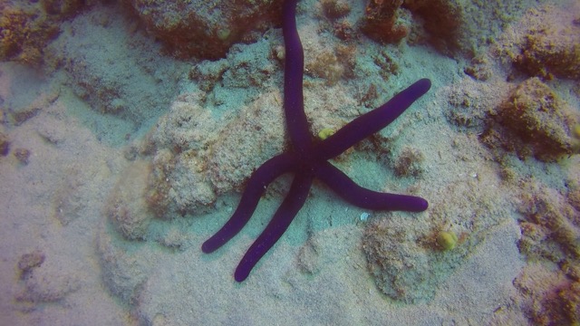 purple linkia sea star reskin on sandy bottom