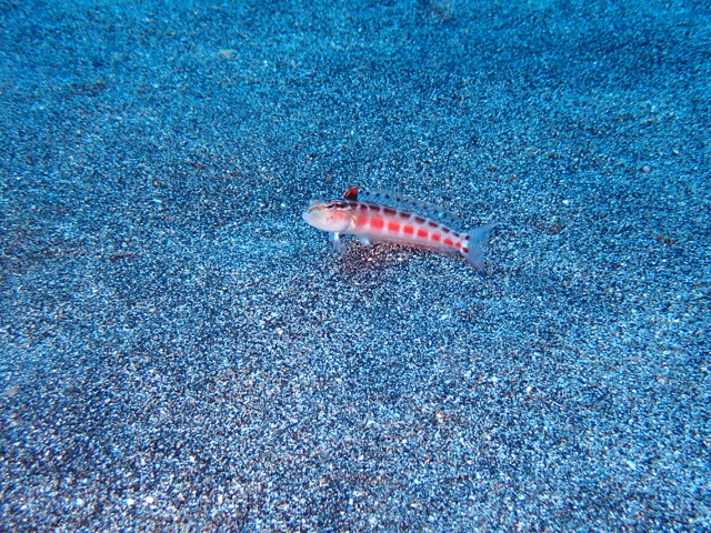 small white fish with red spots sitting on sand
