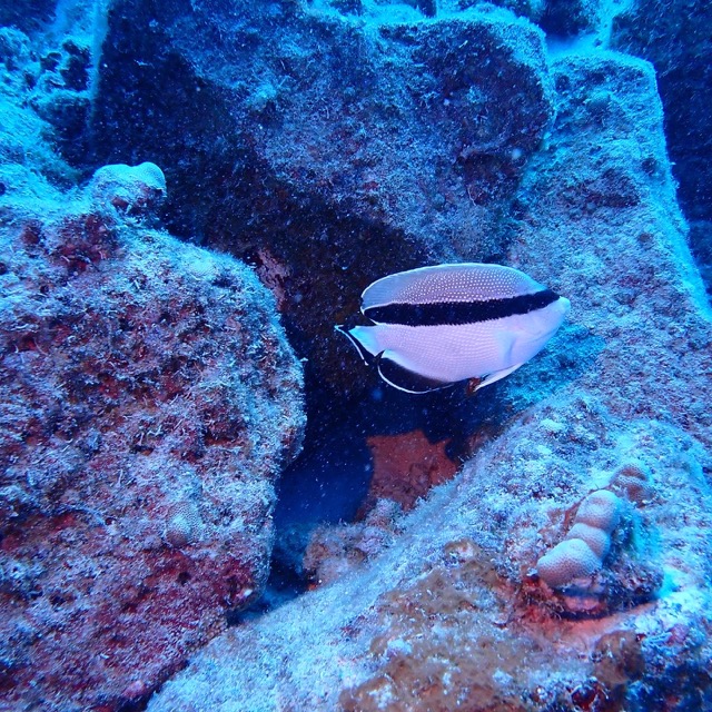 bandit angelfish swimming on the reef