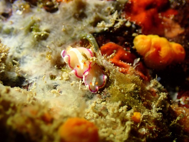 small colorful nudibranch on reef rock