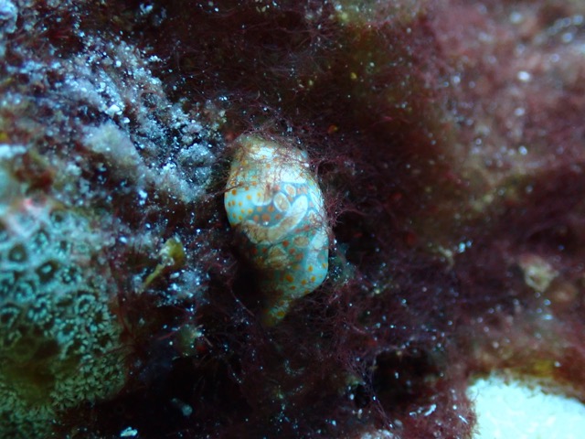 little cowry shell with mantle exposed mottled and white