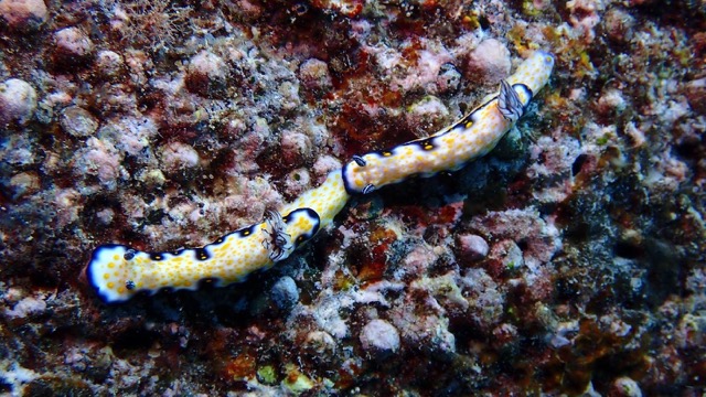 2 white yellow and blue nudibranch sea slugs are tail 2 head on the reef rock