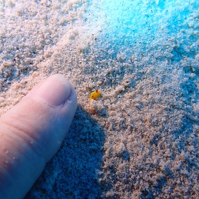 tiny yellow sea slug in white sand