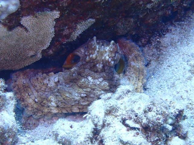 octopus spotted and hiding under reef rock