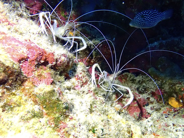2 shrimp under a reef rock