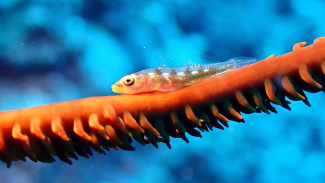 wire coral goby on wire coral