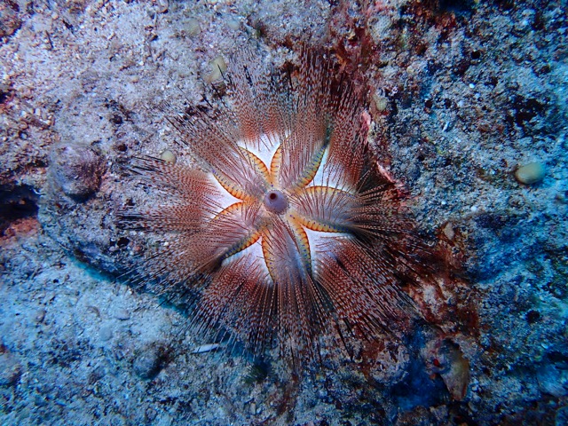 spiny sea urchin on reef rock
