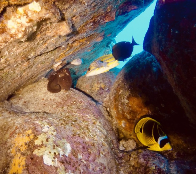 underwater cave with fish and octopus